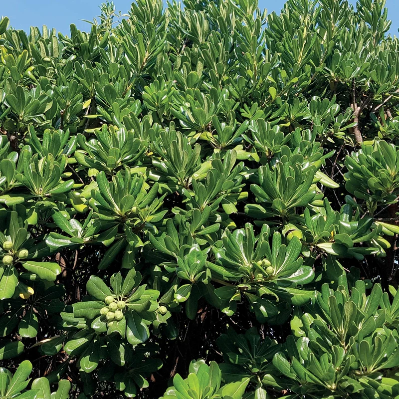 Pittosporum tobira