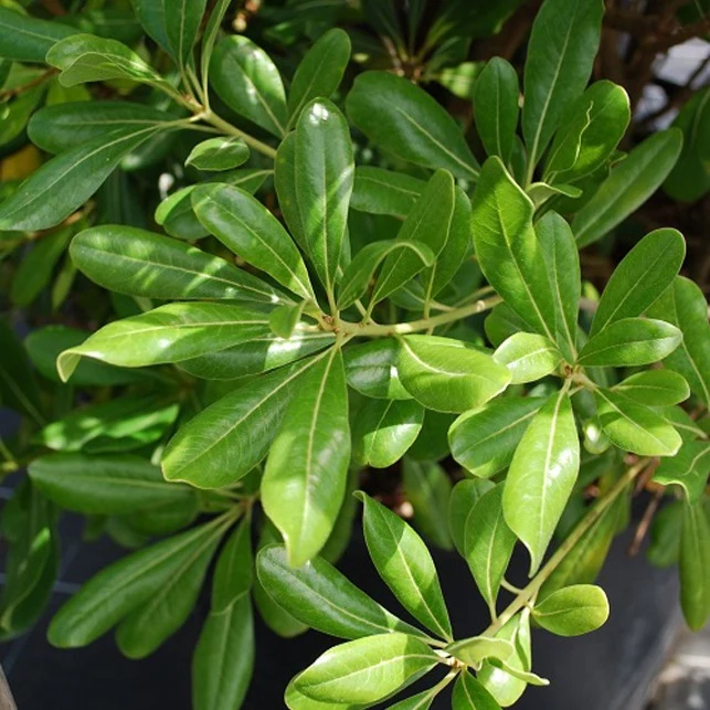 Pittosporum tobira