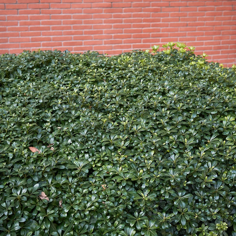 Pittosporum tobira