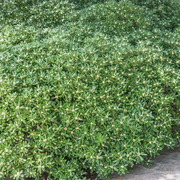 Pittosporum tobira