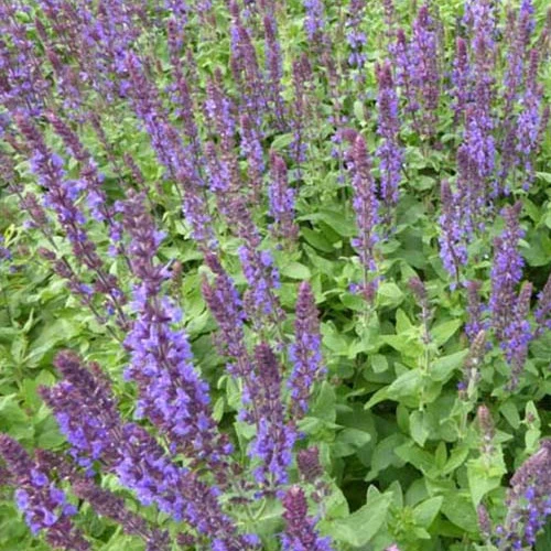 Sauge des bois Blaukonigin