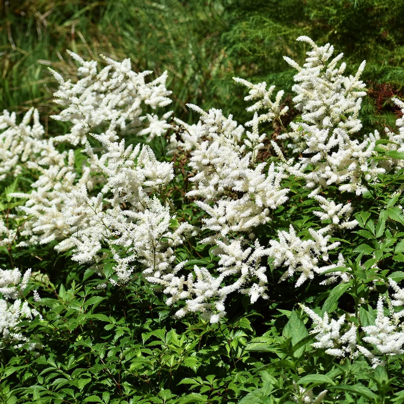 Astilbe d'Arends Brautschleier