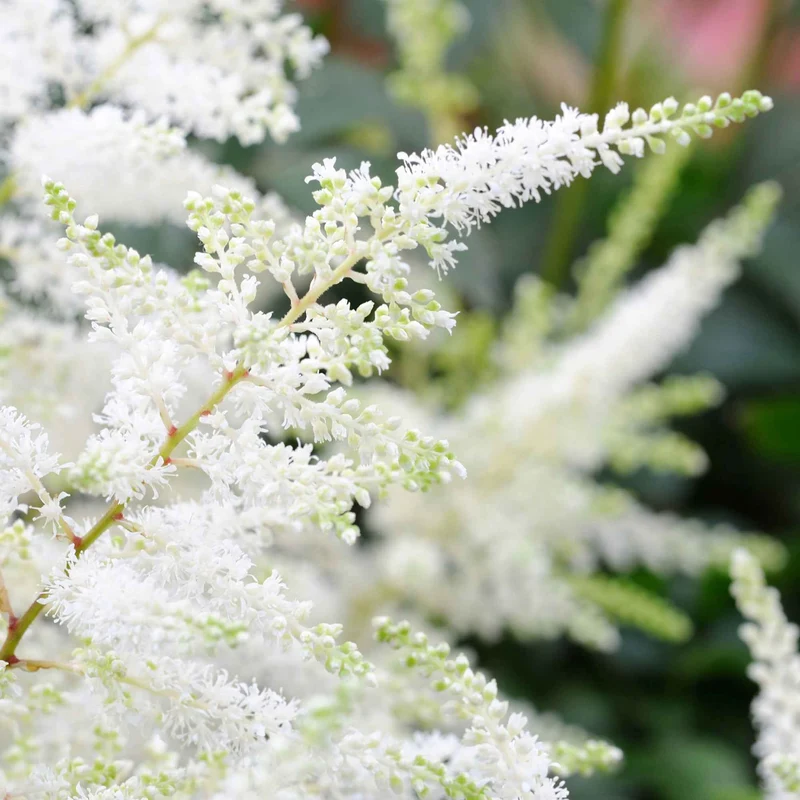 Astilbe d'Arends Brautschleier