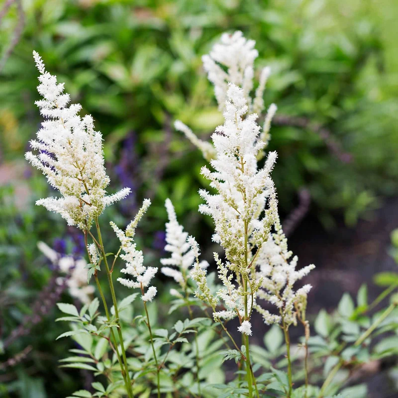 Astilbe d'Arends Brautschleier