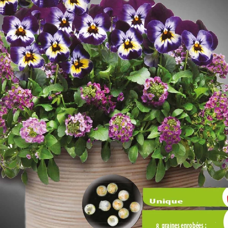 Pensées et Lobularia Wine Cooler en mélange