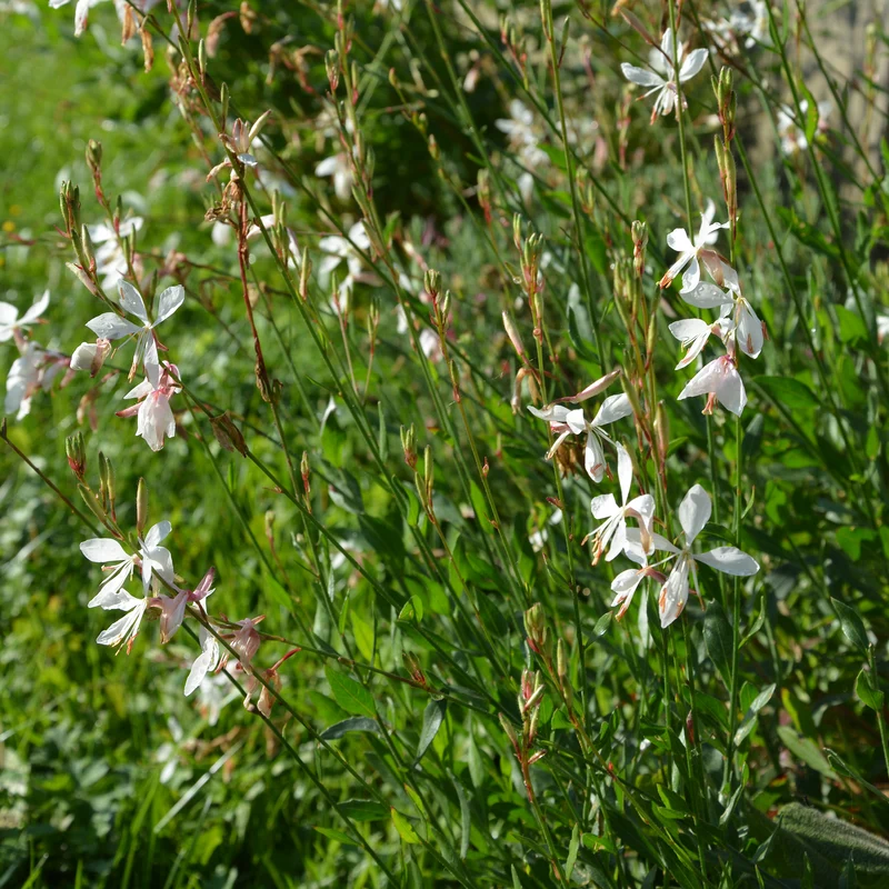 Gaura The Bride