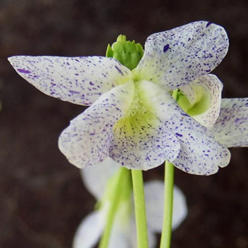 Violette vivace Freckles