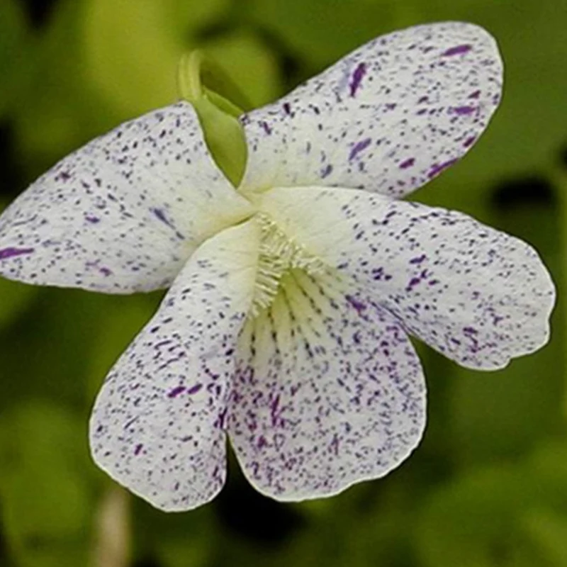 Violette vivace Freckles