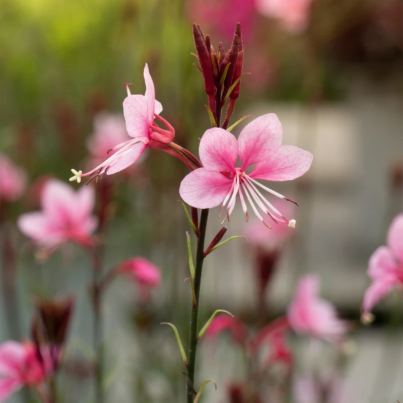 Gaura Siskiyou pink