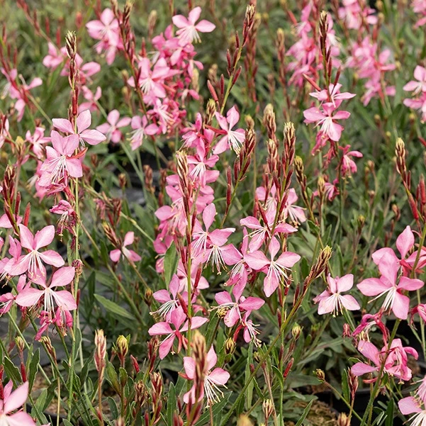 Gaura Siskiyou pink