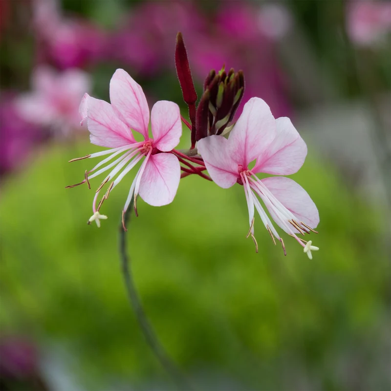 Gaura Siskiyou pink
