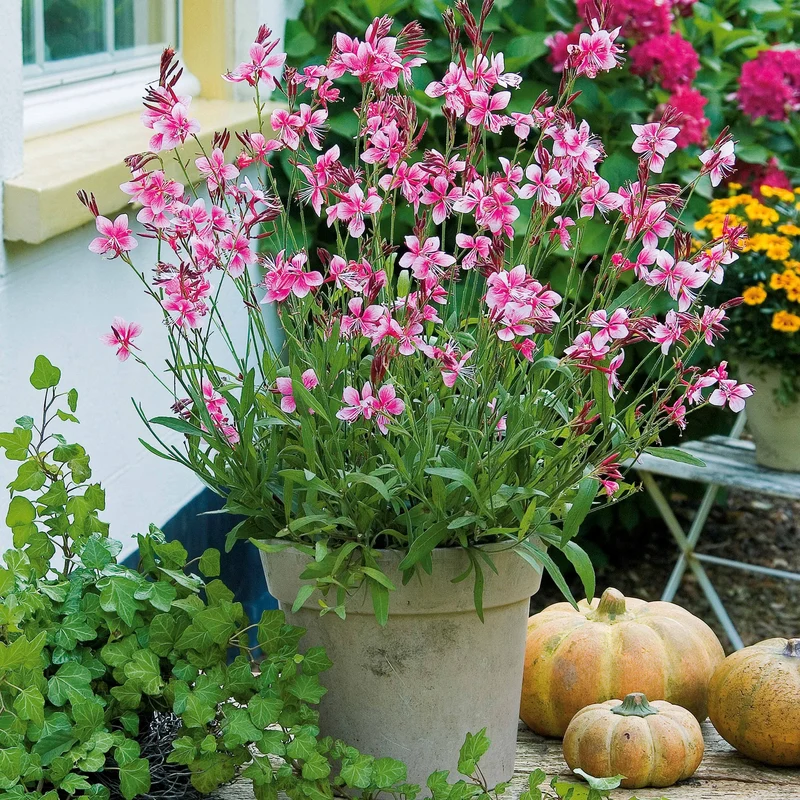 Gaura Siskiyou pink