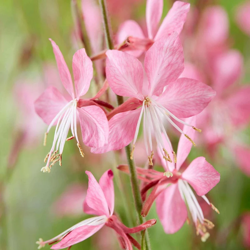 Gaura Siskiyou pink