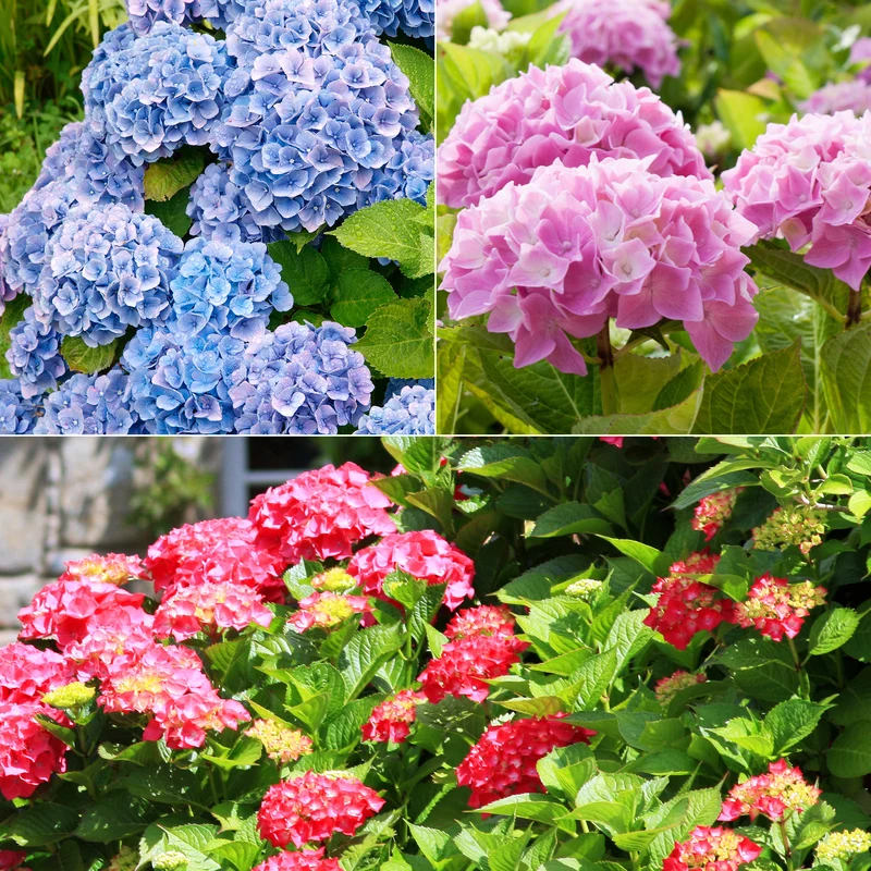 Collection de 3 Hortensias : rouge, bleu, rose