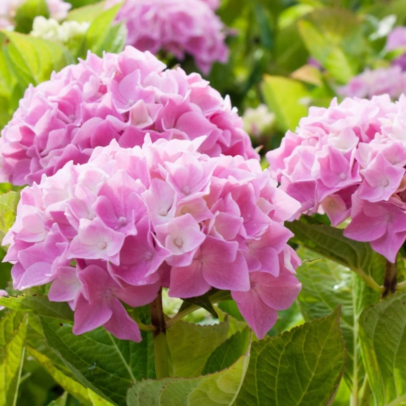 Collection de 3 Hortensias : rouge, bleu, rose