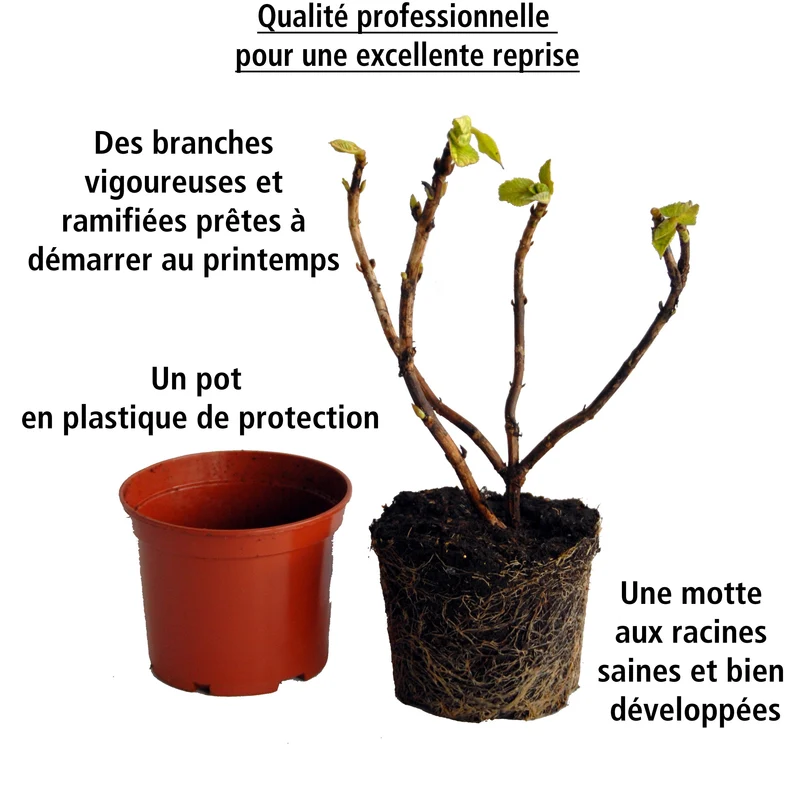 Collection de 3 Hortensias : rouge, bleu, rose