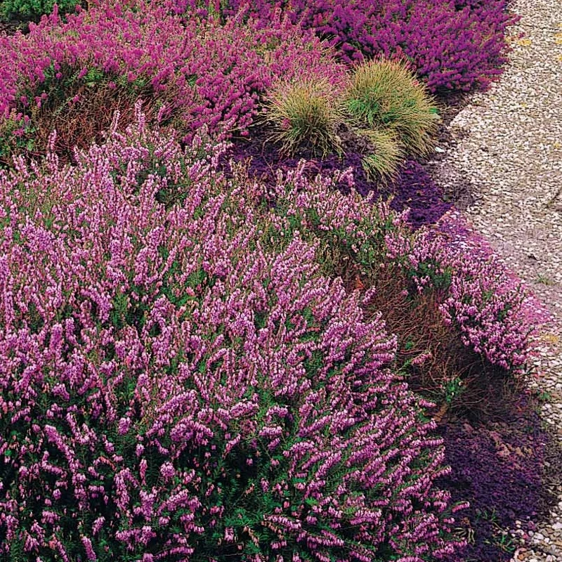 6 Bruyères d'été en mélange