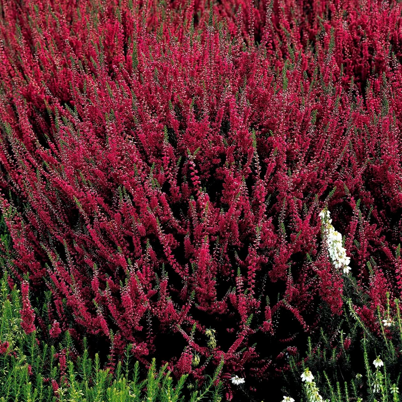 6 Bruyères d'été en mélange