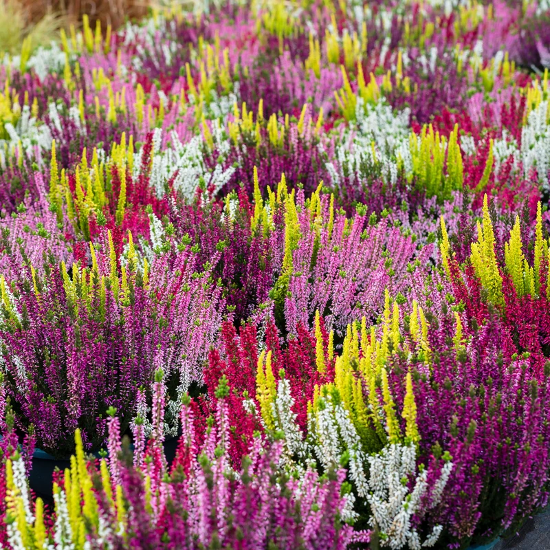6 Bruyères d'été en mélange