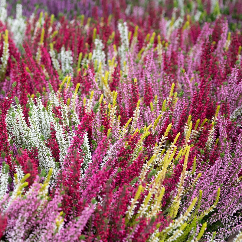 6 Bruyères d'été en mélange