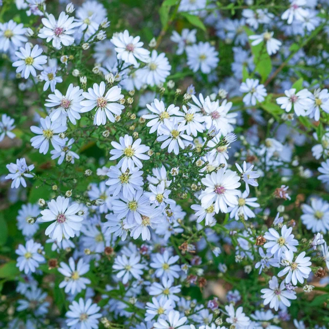 Aster à feuilles en cœur Ideal