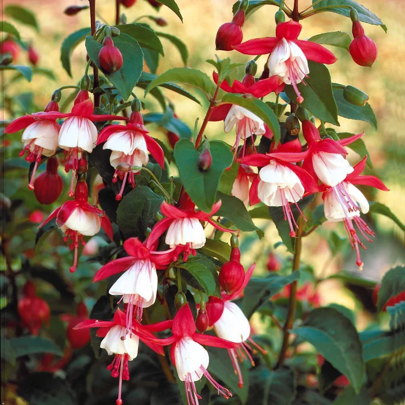 6 Fuchsias rustiques en mélange