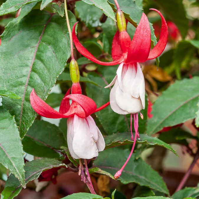 6 Fuchsias rustiques en mélange