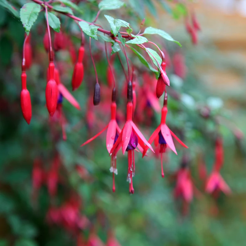 6 Fuchsias rustiques en mélange