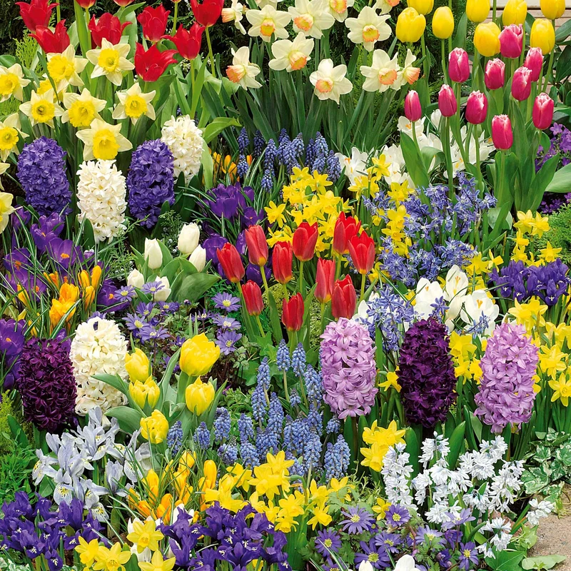 Collection de 200 Bulbes à floraison printanière