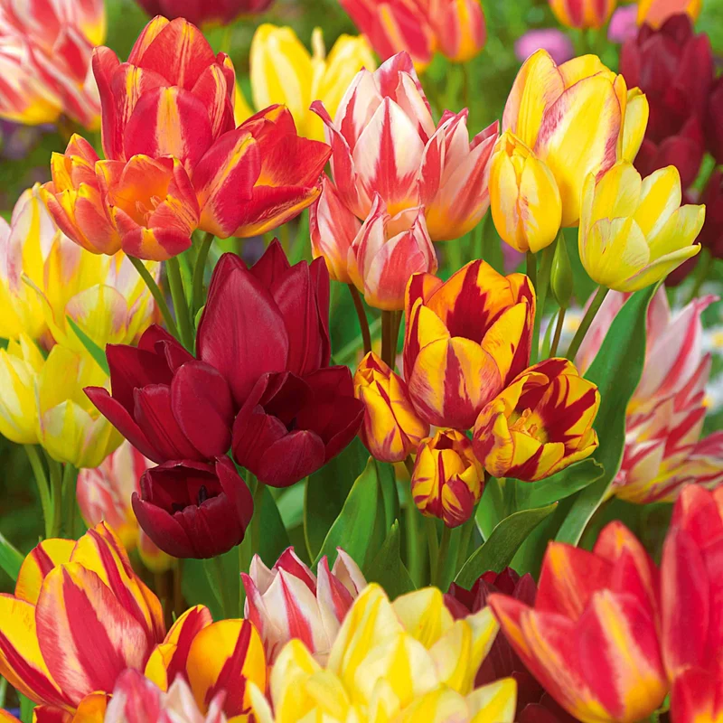 10 Tulipes multiflores en mélange