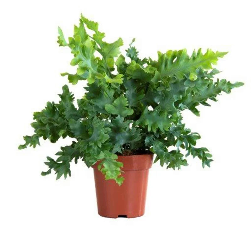 Fougère 'Davana'