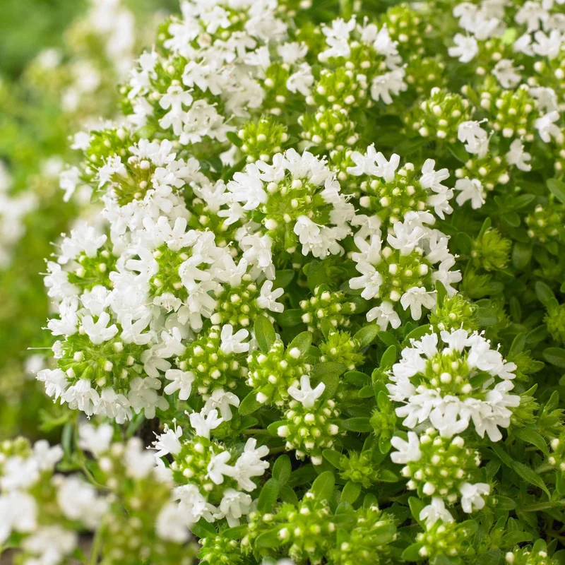 Thym précoce à fleurs blanches