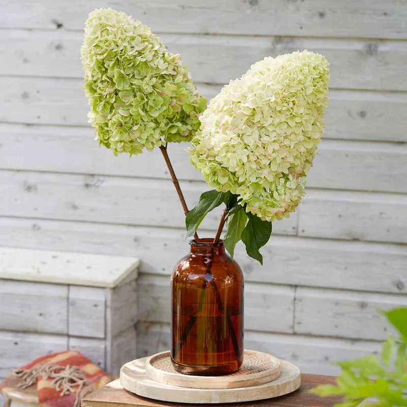 Hortensia paniculé Hercules