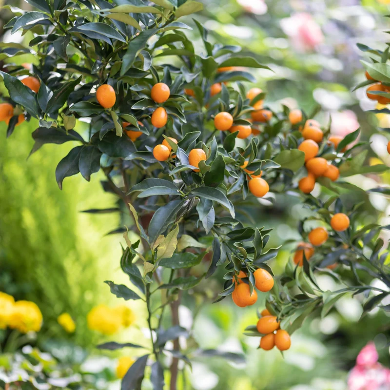 Collection de 2 Kumquat et Citronnier