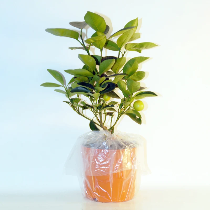 Collection de 2 Kumquat et Citronnier