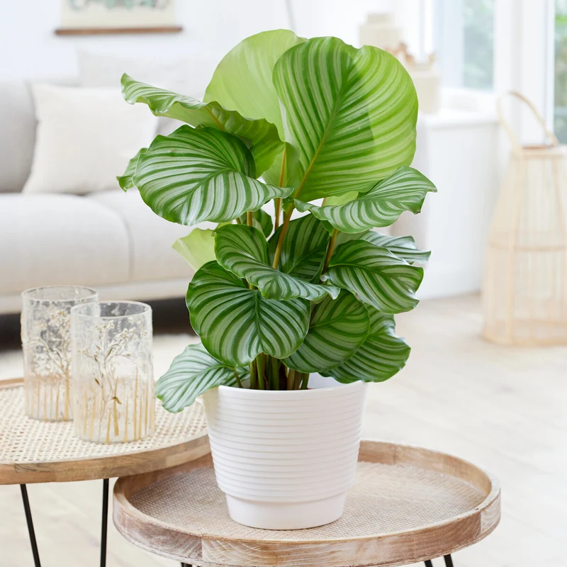 Calathea orbifolia