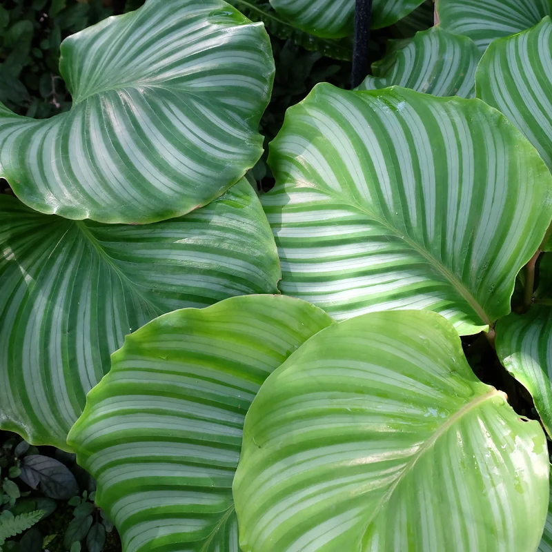 Calathea orbifolia