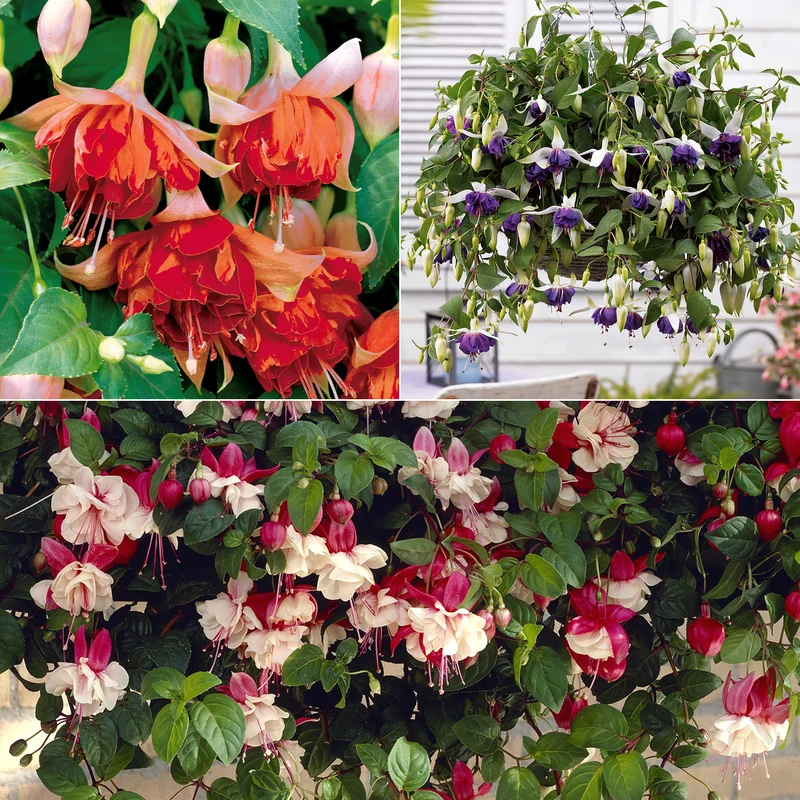 6 Fuchsias retombants en mélange