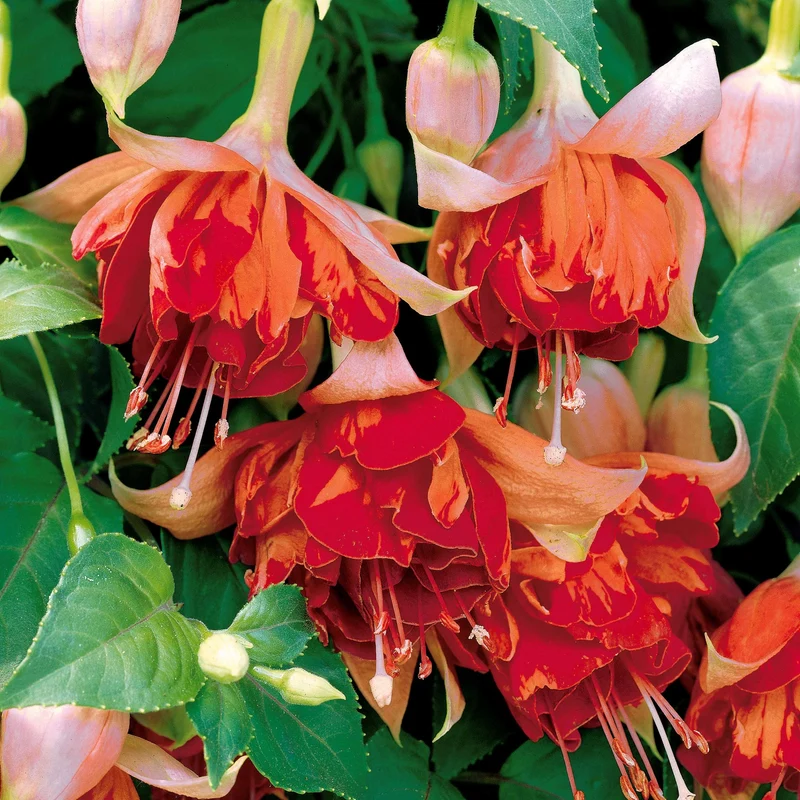 6 Fuchsias retombants en mélange