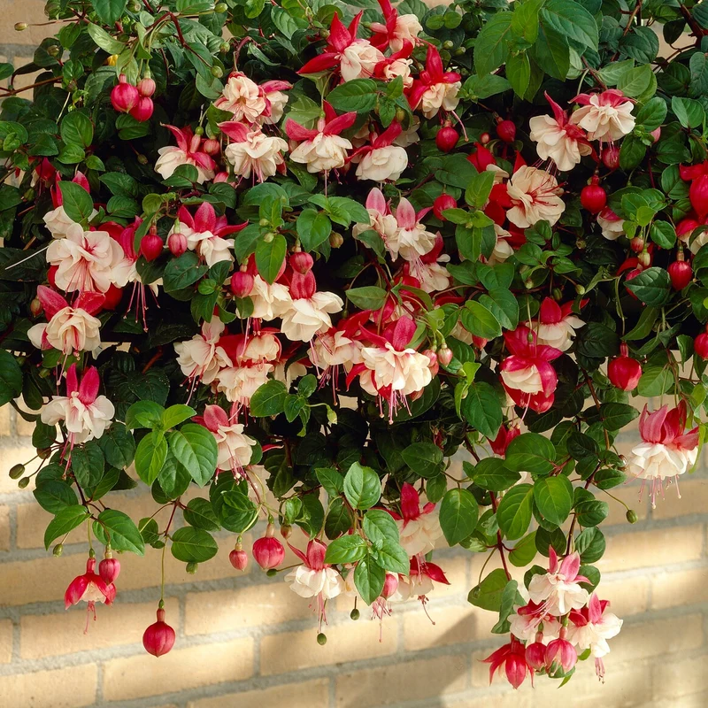 6 Fuchsias retombants en mélange