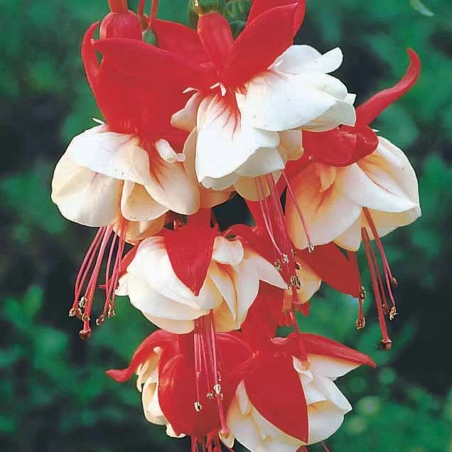 6 Fuchsias retombants en mélange