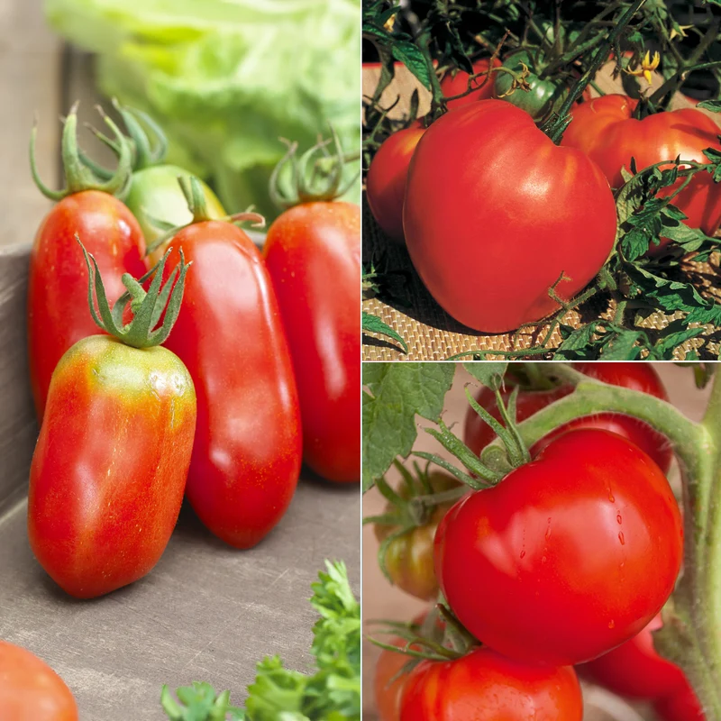 Collection de Tomates savoureuses