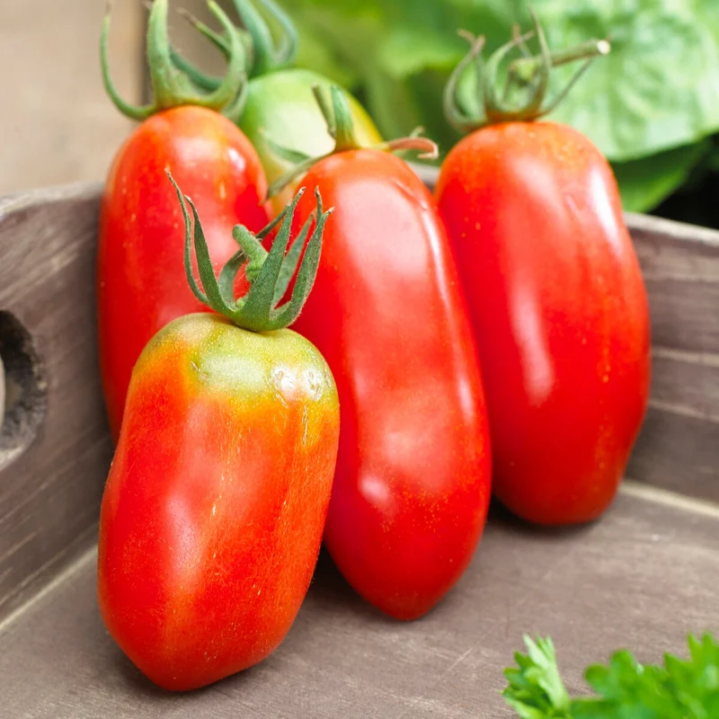 Collection de Tomates savoureuses