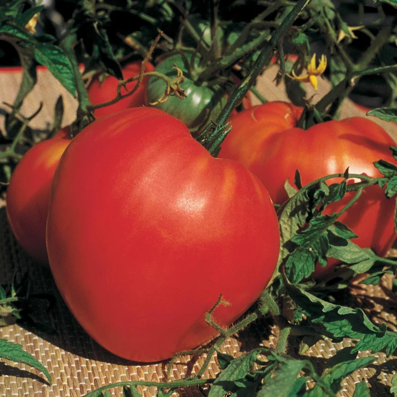 Collection de Tomates savoureuses