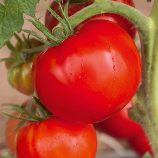 Collection de Tomates savoureuses