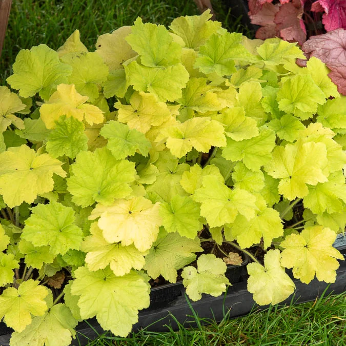 Heuchère Citronelle ®
