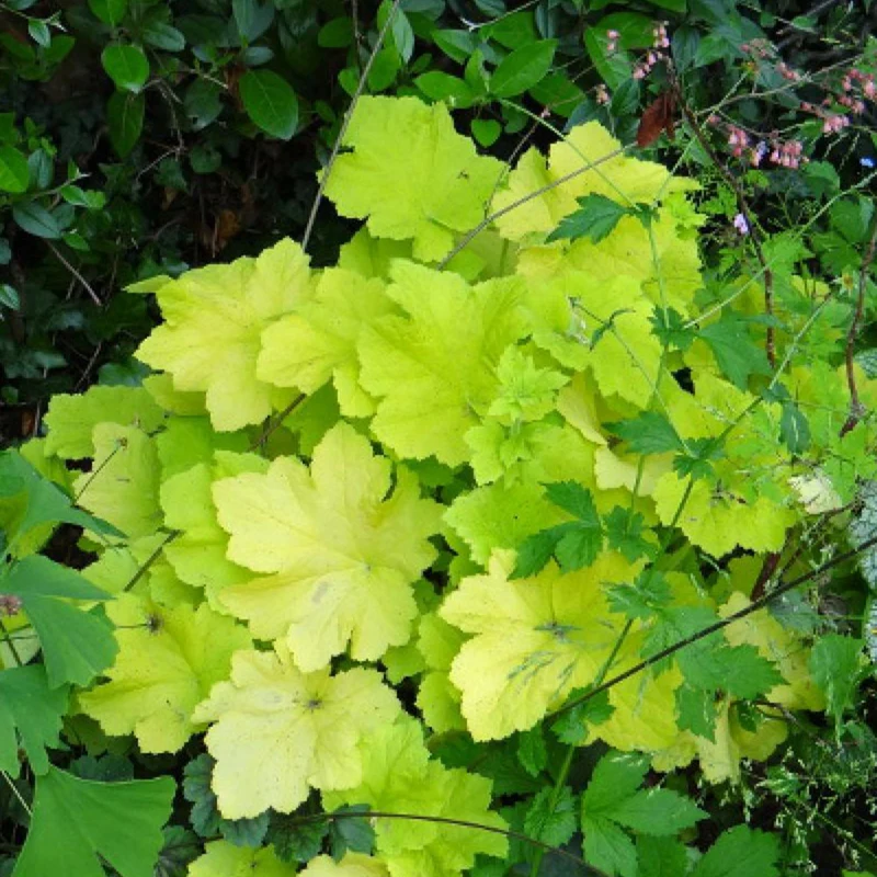 Heuchère Citronelle ®