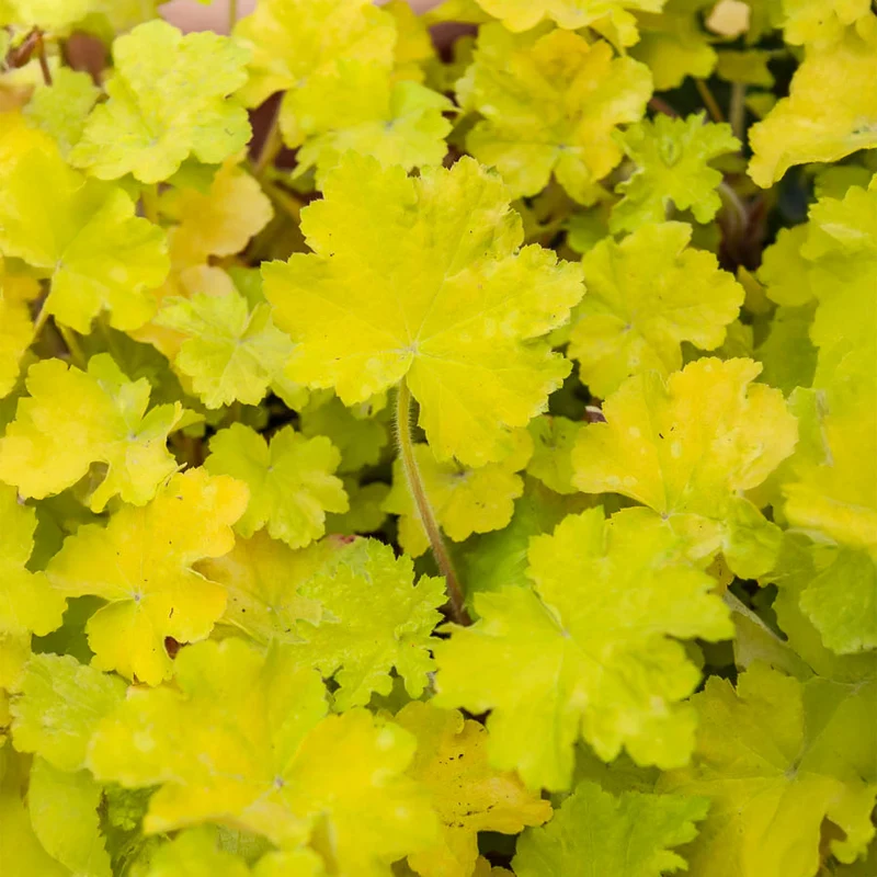 Heuchère Citronelle ®