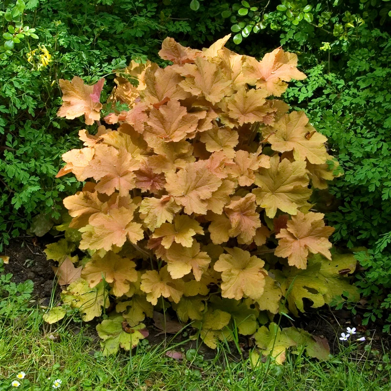 Heuchère Caramel