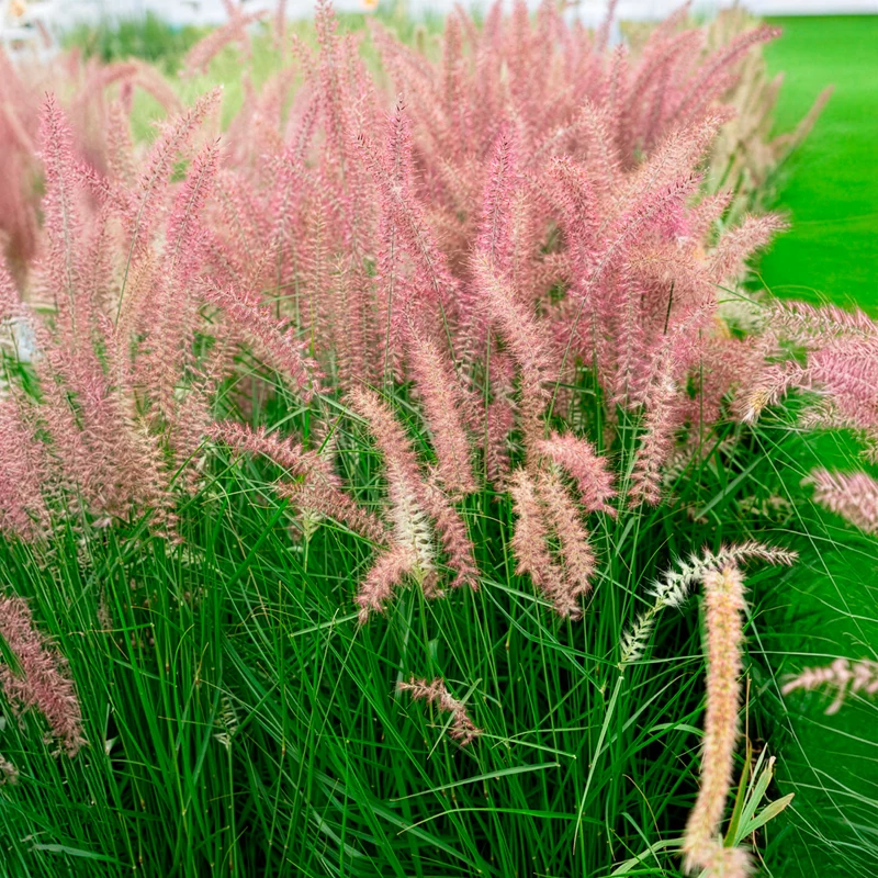 Herbe aux écouvillons Karley Rose ® - Pennisetum